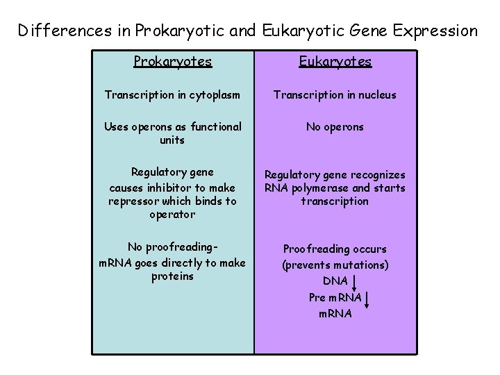 Differences in Prokaryotic and Eukaryotic Gene Expression Prokaryotes Eukaryotes Transcription in cytoplasm Transcription in