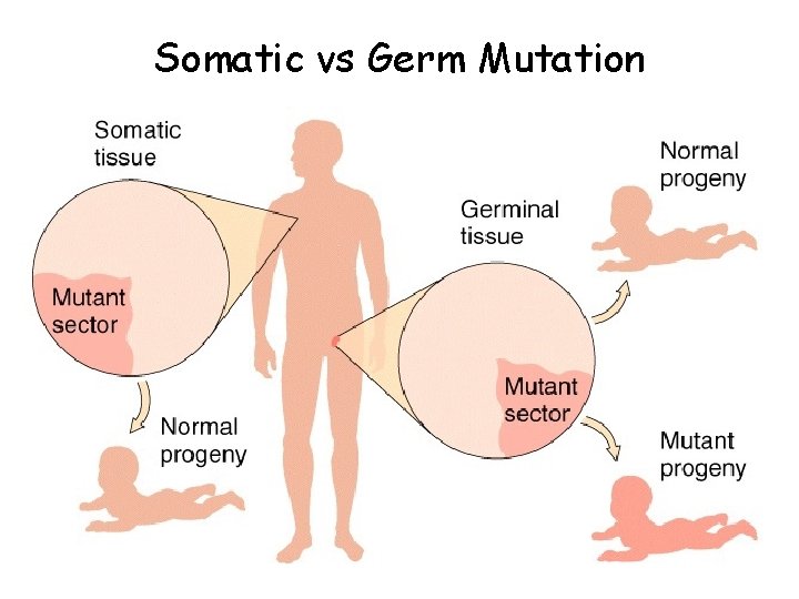 Somatic vs Germ Mutation Somatic vs Germ Mutation