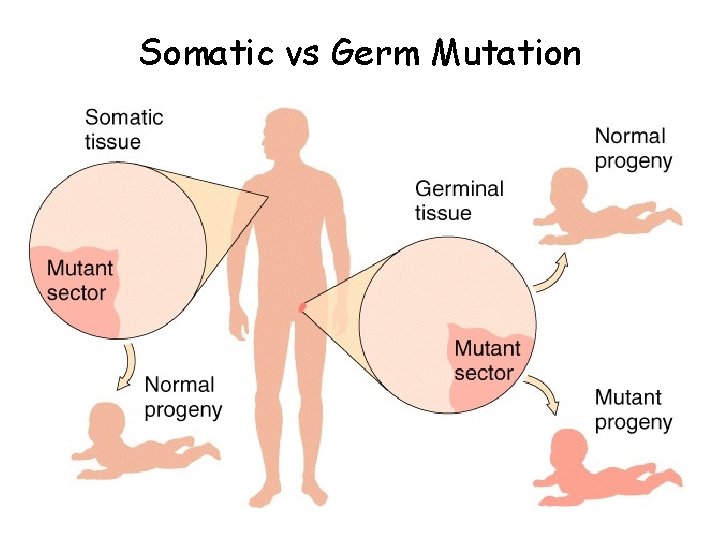 Somatic vs Germ Mutation 