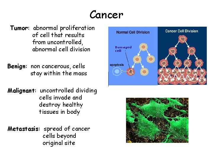 Cancer Tumor: abnormal proliferation of cell that results from uncontrolled, abnormal cell division Benign: