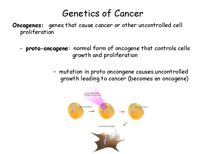 Genetics of Cancer Oncogenes: genes that cause cancer or other uncontrolled cell proliferation - Genetics of Cancer Oncogenes: genes that cause cancer or other uncontrolled cell proliferation -