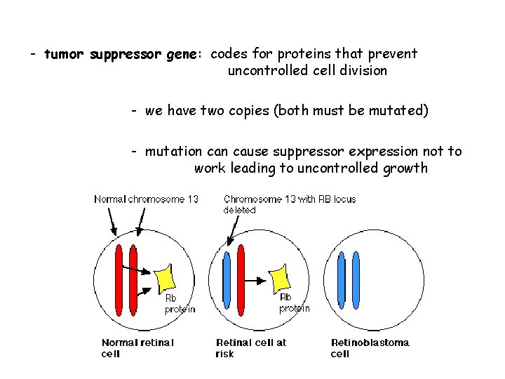 - tumor suppressor gene: codes for proteins that prevent uncontrolled cell division - we - tumor suppressor gene: codes for proteins that prevent uncontrolled cell division - we