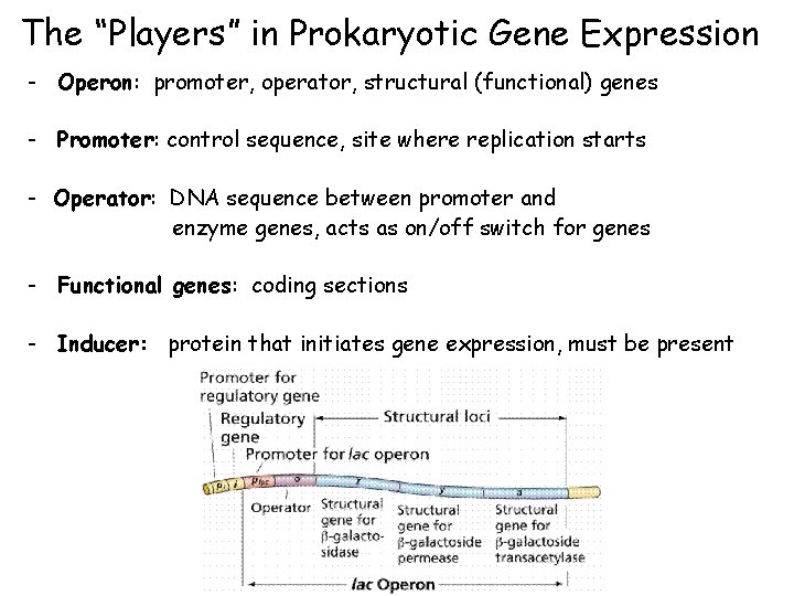 The “Players” in Prokaryotic Gene Expression - Operon: promoter, operator, structural (functional) genes -