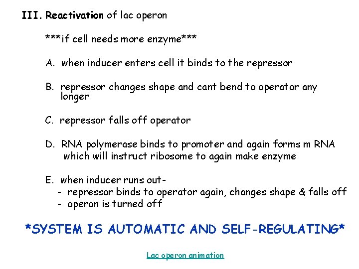 III. Reactivation of lac operon ***if cell needs more enzyme*** A. when inducer enters