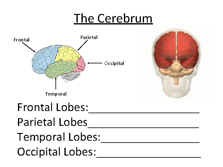 The Cerebrum Parietal Frontal Occipital Temporal Frontal Lobes: _________ Parietal Lobes_________ Temporal Lobes: ________