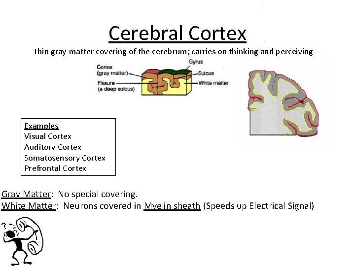 Cerebral Cortex Thin gray-matter covering of the cerebrum; carries on thinking and perceiving Examples