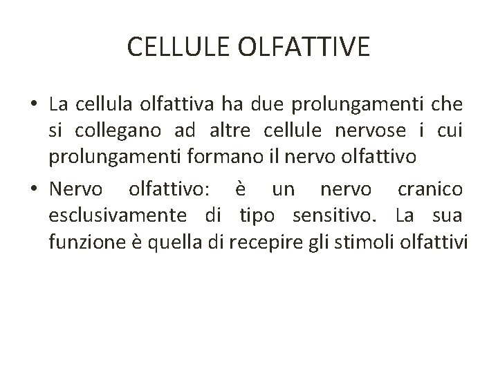 CELLULE OLFATTIVE • La cellula olfattiva ha due prolungamenti che si collegano ad altre