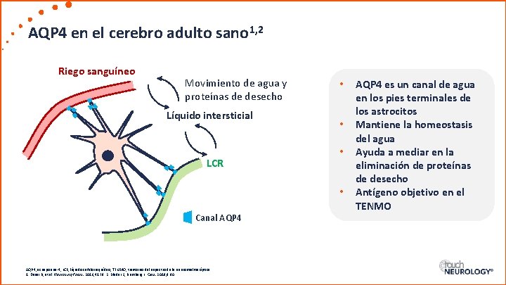 AQP 4 en el cerebro adulto sano 1, 2 Riego sanguíneo Movimiento de agua