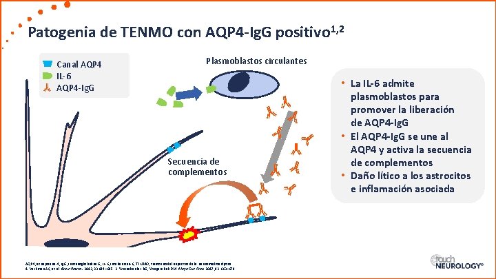 Patogenia de TENMO con AQP 4 -Ig. G positivo 1, 2 Canal AQP 4