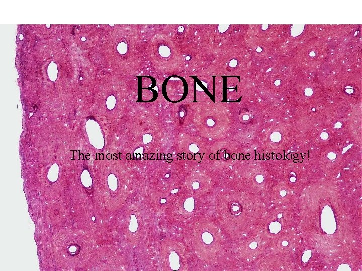 BONE The most amazing story of bone histology! 