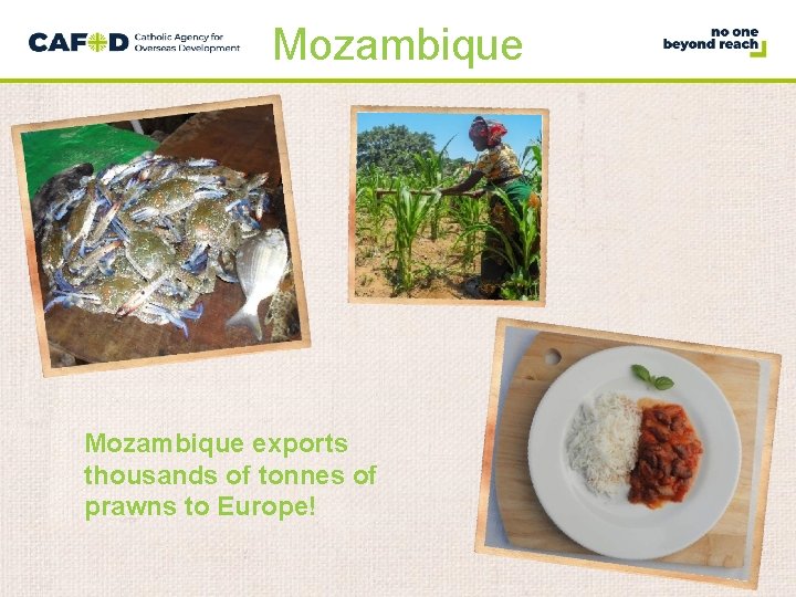 Mozambique exports thousands of tonnes of prawns to Europe! 