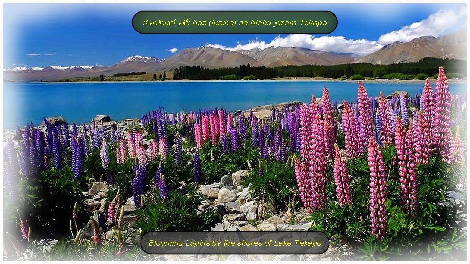 Kvetoucí vlčí bob (lupina) na břehu jezera Tekapo Blooming Lupins by the shores of