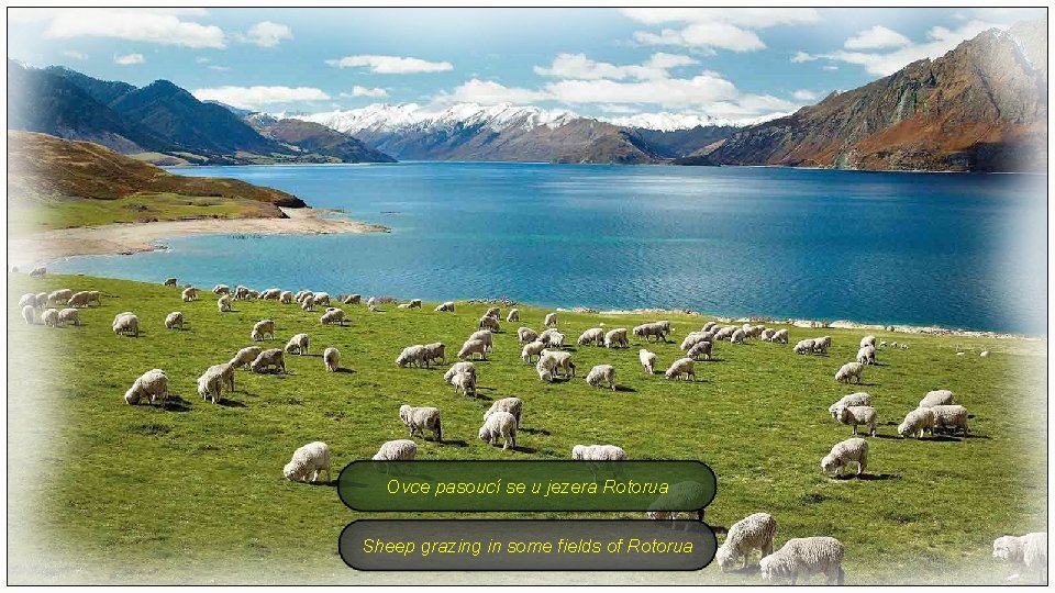 Ovce pasoucí se u jezera Rotorua Sheep grazing in some fields of Rotorua 