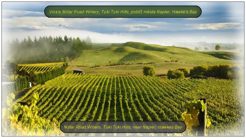 Vinice Millar Road Winery, Tuki Hills, poblíž města Napier, Hawke's Bay Millar Road Winery,