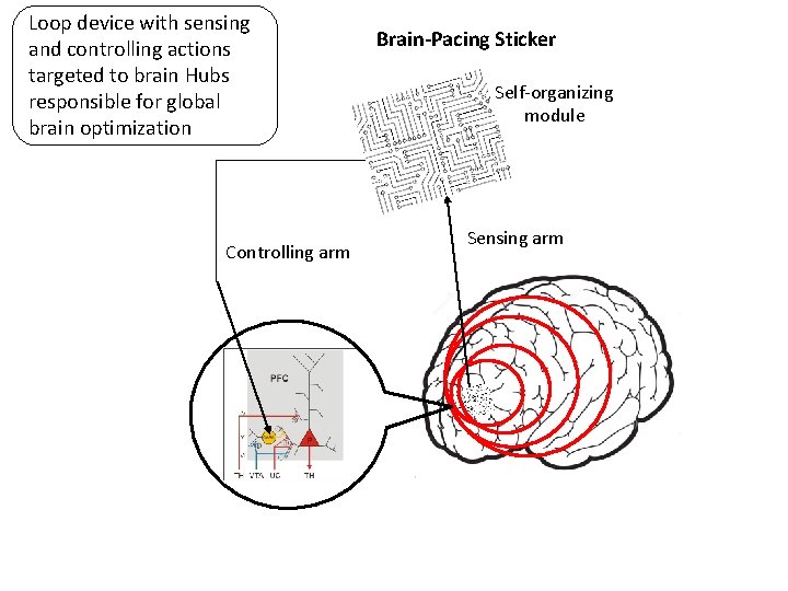 Loop device with sensing and controlling actions targeted to brain Hubs responsible for global