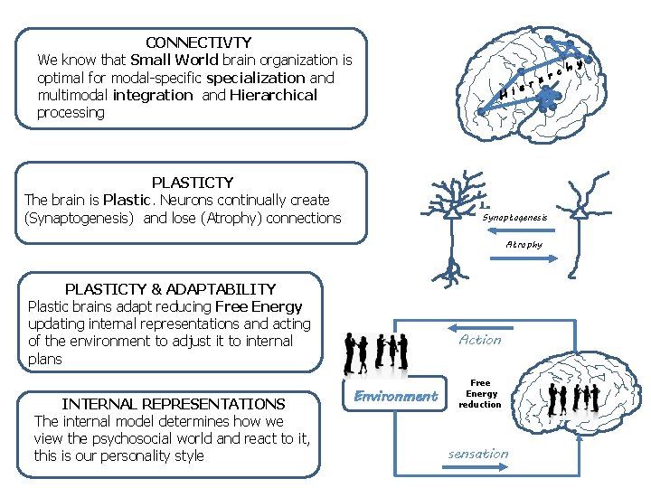 CONNECTIVTY We know that Small World brain organization is optimal for modal-specific specialization and