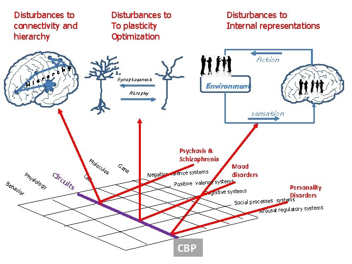 Disturbances to connectivity and hierarchy Disturbances to To plasticity Optimization Disturbances to Internal representations