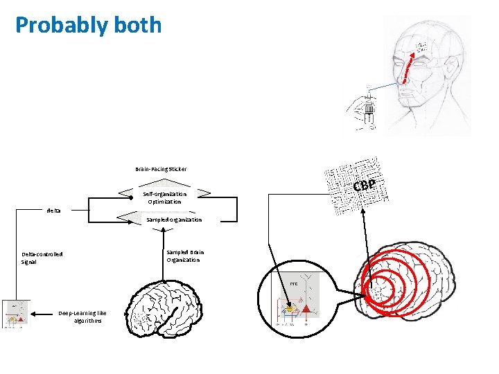 Probably both Brain-Pacing Sticker Self-organization Optimization delta Sampled organization Delta-controlled Signal Deep-Learning like algorithms