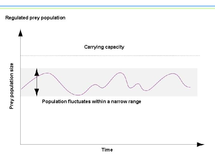 Regulated prey population Prey population size Carrying capacity Population fluctuates within a narrow range