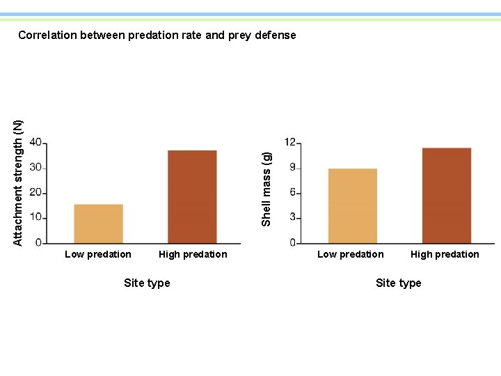 Shell mass (g) Attachment strength (N) Correlation between predation rate and prey defense Low