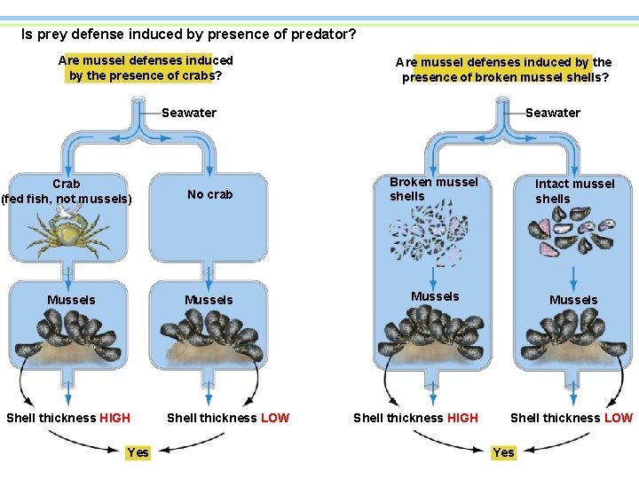 Is prey defense induced by presence of predator? Are mussel defenses induced by the