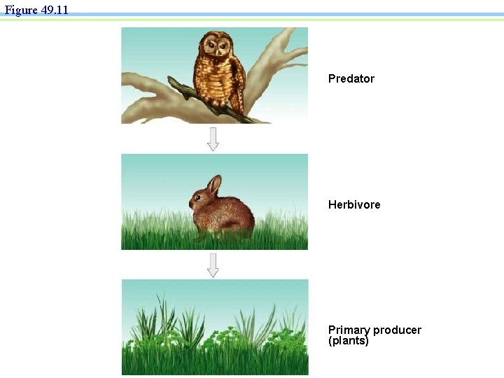 Figure 49. 11 Predator Herbivore Primary producer (plants) 