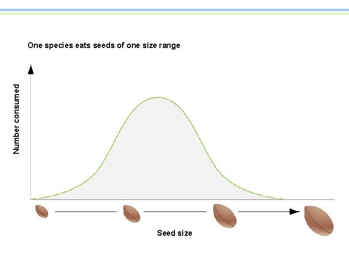 Number consumed One species eats seeds of one size range Seed size 