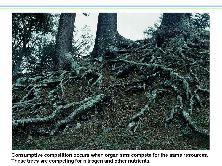 Consumptive competition occurs when organisms compete for the same resources. These trees are competing
