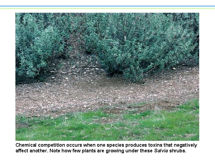 Chemical competition occurs when one species produces toxins that negatively affect another. Note how