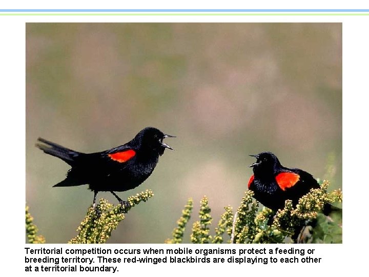 Territorial competition occurs when mobile organisms protect a feeding or breeding territory. These red-winged