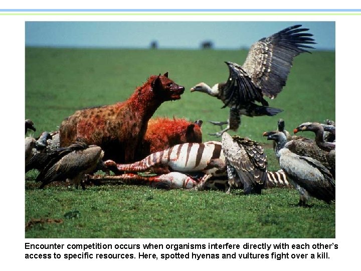 Encounter competition occurs when organisms interfere directly with each other’s access to specific resources.