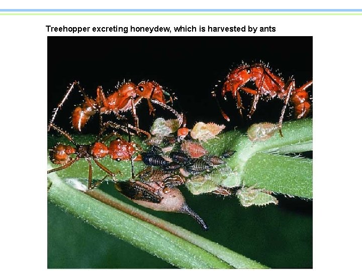 Treehopper excreting honeydew, which is harvested by ants 