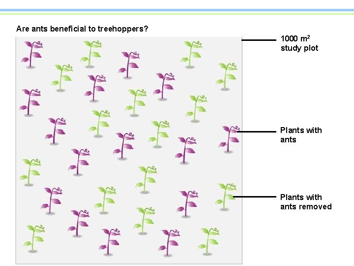 Are ants beneficial to treehoppers? 1000 m 2 study plot Plants with ants removed