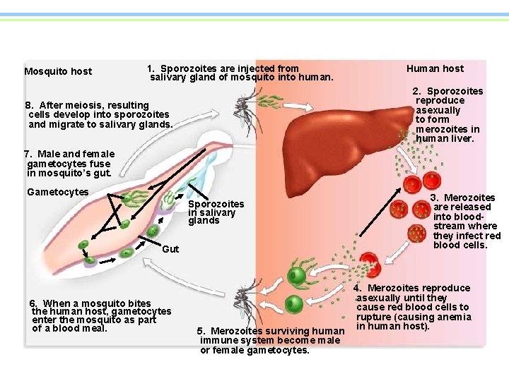 Mosquito host 1. Sporozoites are injected from salivary gland of mosquito into human. Human