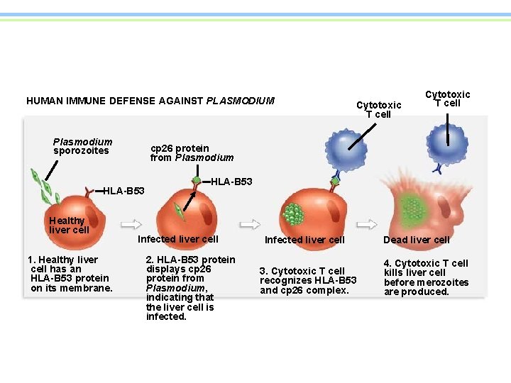 HUMAN IMMUNE DEFENSE AGAINST PLASMODIUM Plasmodium sporozoites cp 26 protein from Plasmodium HLA-B 53