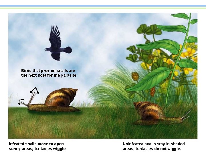 Birds that prey on snails are the next host for the parasite Infected snails