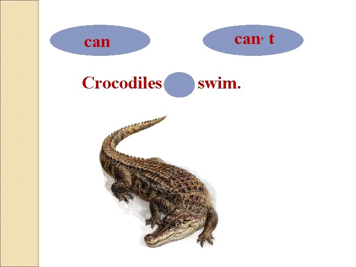 can can, t Crocodiles can swim. 