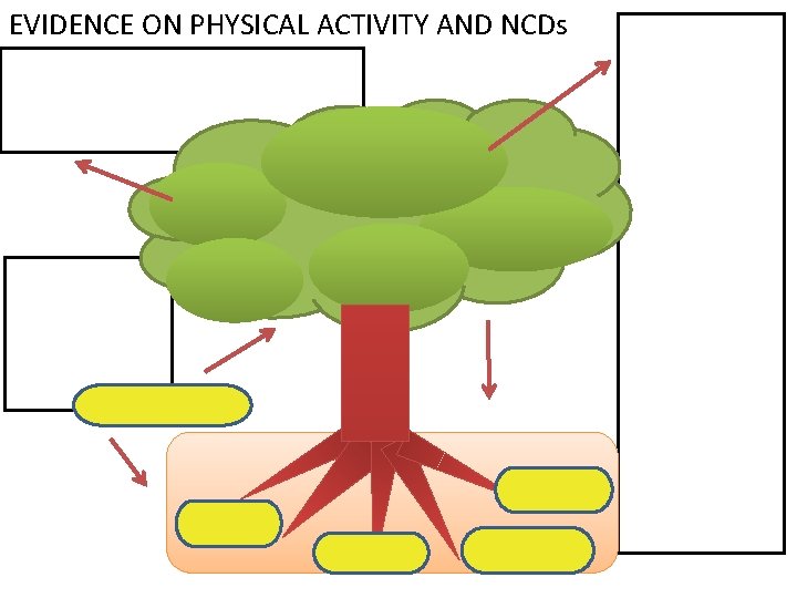 EVIDENCE ON PHYSICAL ACTIVITY AND NCDs 