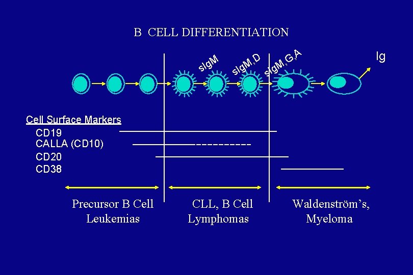 B CELL DIFFERENTIATION Ig. M s s. Ig D M, A G, , Ig.