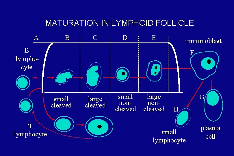 MATURATION IN LYMPHOID FOLLICLE A B C D E immunoblast B lymphocyte F small