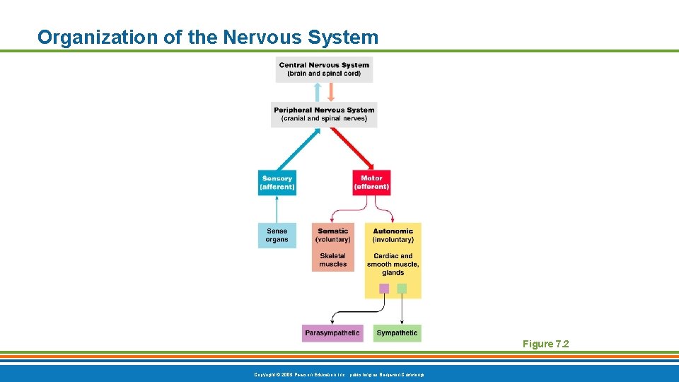 Organization of the Nervous System Figure 7. 2 Copyright © 2009 Pearson Education, Inc. Organization of the Nervous System Figure 7. 2 Copyright © 2009 Pearson Education, Inc.