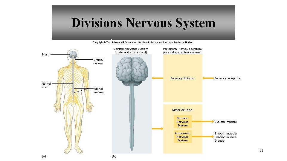 Divisions Nervous System Copyright © The Mc. Graw-Hill Companies, Inc. Permission required for reproduction Divisions Nervous System Copyright © The Mc. Graw-Hill Companies, Inc. Permission required for reproduction