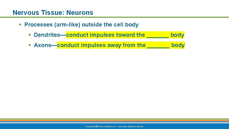 Nervous Tissue: Neurons § Processes (arm-like) outside the cell body § Dendrites—conduct impulses toward Nervous Tissue: Neurons § Processes (arm-like) outside the cell body § Dendrites—conduct impulses toward