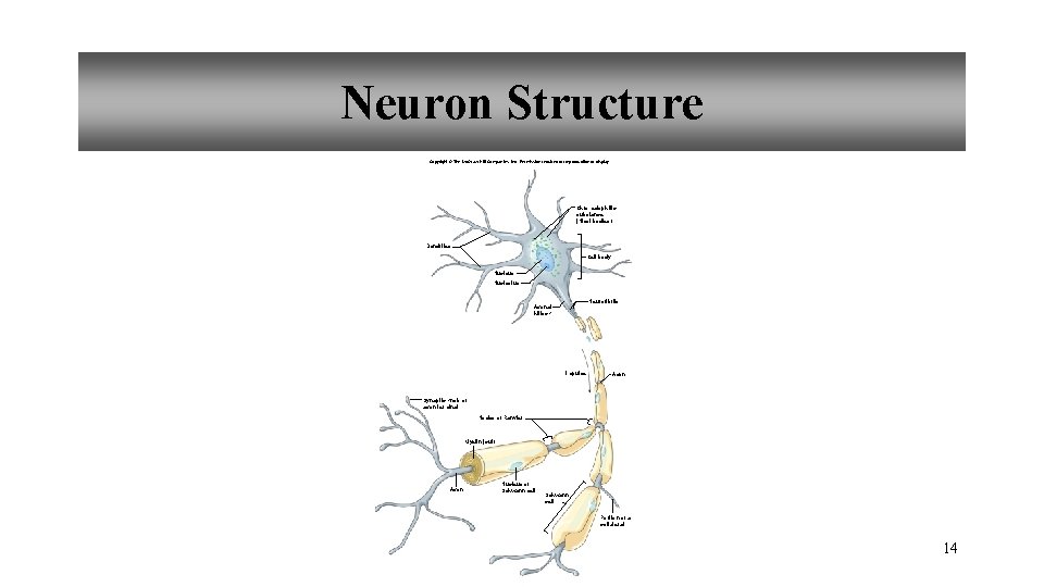 Neuron Structure Copyright © The Mc. Graw-Hill Companies, Inc. Permission required for reproduction or Neuron Structure Copyright © The Mc. Graw-Hill Companies, Inc. Permission required for reproduction or