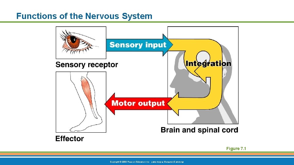 Functions of the Nervous System Figure 7. 1 Copyright © 2009 Pearson Education, Inc. Functions of the Nervous System Figure 7. 1 Copyright © 2009 Pearson Education, Inc.