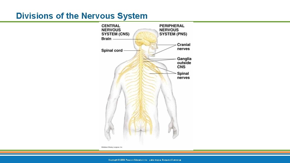 Divisions of the Nervous System Copyright © 2009 Pearson Education, Inc. , publishing as Divisions of the Nervous System Copyright © 2009 Pearson Education, Inc. , publishing as
