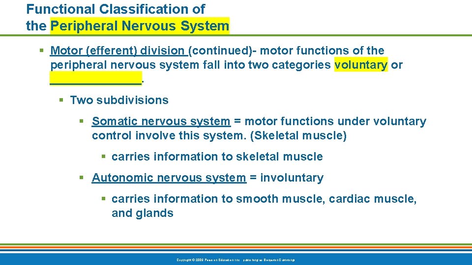 Functional Classification of the Peripheral Nervous System § Motor (efferent) division (continued)- motor functions Functional Classification of the Peripheral Nervous System § Motor (efferent) division (continued)- motor functions