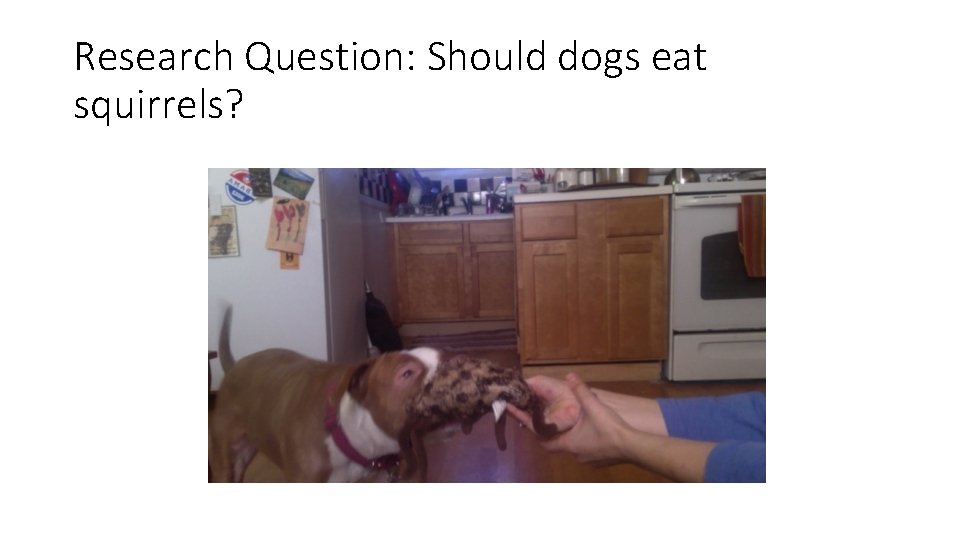 Research Question: Should dogs eat squirrels? 