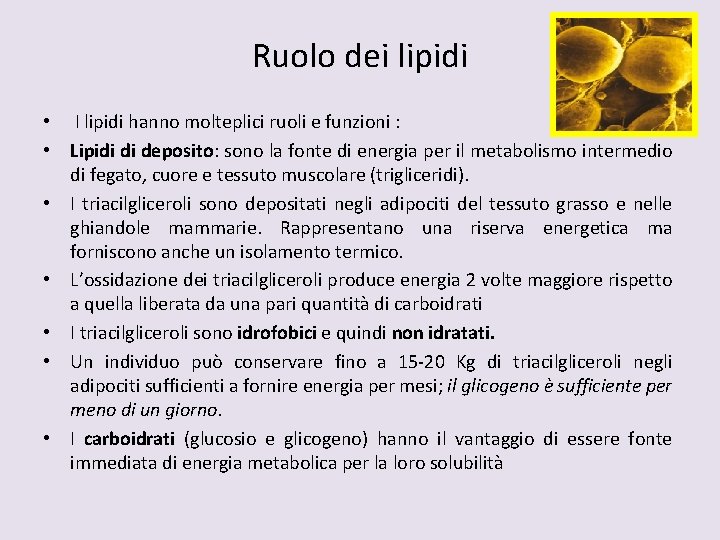 Ruolo dei lipidi • I lipidi hanno molteplici ruoli e funzioni : • Lipidi