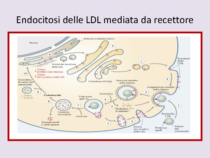 Endocitosi delle LDL mediata da recettore 